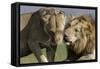 Lion Male and Female-null-Framed Stretched Canvas