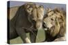 Lion Male and Female-null-Stretched Canvas