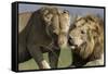 Lion Male and Female-null-Framed Stretched Canvas