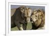 Lion Male and Female-null-Framed Photographic Print