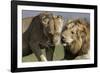 Lion Male and Female-null-Framed Photographic Print