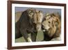 Lion Male and Female-null-Framed Photographic Print