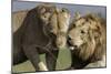 Lion Male and Female-null-Mounted Photographic Print