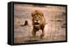 Lion Male, Charging-null-Framed Stretched Canvas