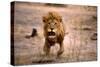 Lion Male, Charging-null-Stretched Canvas