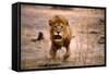 Lion Male, Charging-null-Framed Stretched Canvas
