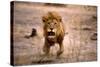 Lion Male, Charging-null-Stretched Canvas