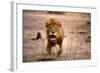 Lion Male, Charging-null-Framed Photographic Print