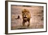 Lion Male, Charging-null-Framed Photographic Print