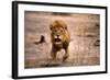 Lion Male, Charging-null-Framed Photographic Print