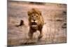 Lion Male, Charging-null-Mounted Photographic Print