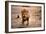 Lion Male, Charging-null-Framed Photographic Print