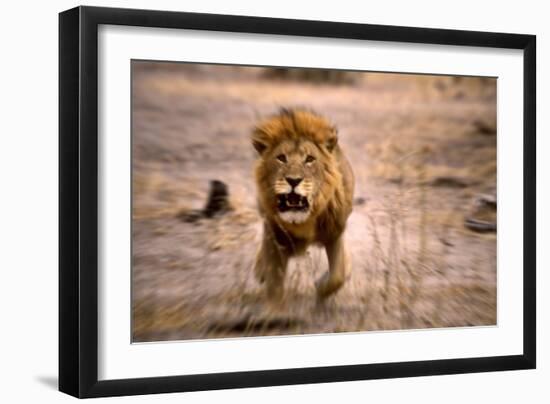 Lion Male, Charging-null-Framed Photographic Print