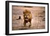 Lion Male, Charging-null-Framed Photographic Print