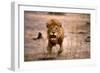 Lion Male, Charging-null-Framed Photographic Print