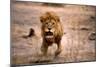 Lion Male, Charging-null-Mounted Photographic Print