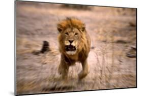 Lion Male, Charging-null-Mounted Photographic Print