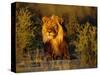 Lion Male, Kalahari Gemsbok, South Africa-Tony Heald-Stretched Canvas