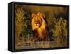 Lion Male, Kalahari Gemsbok, South Africa-Tony Heald-Framed Stretched Canvas