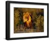 Lion Male, Kalahari Gemsbok, South Africa-Tony Heald-Framed Premium Photographic Print