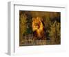 Lion Male, Kalahari Gemsbok, South Africa-Tony Heald-Framed Premium Photographic Print