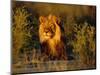 Lion Male, Kalahari Gemsbok, South Africa-Tony Heald-Mounted Premium Photographic Print