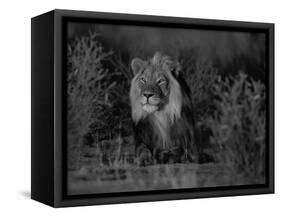 Lion Male, Kalahari Gemsbok, South Africa-Tony Heald-Framed Stretched Canvas