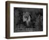 Lion Male, Kalahari Gemsbok, South Africa-Tony Heald-Framed Premium Photographic Print