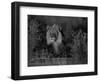 Lion Male, Kalahari Gemsbok, South Africa-Tony Heald-Framed Premium Photographic Print