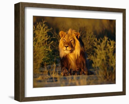 Lion Male, Kalahari Gemsbok, South Africa-Tony Heald-Framed Photographic Print