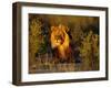 Lion Male, Kalahari Gemsbok, South Africa-Tony Heald-Framed Photographic Print