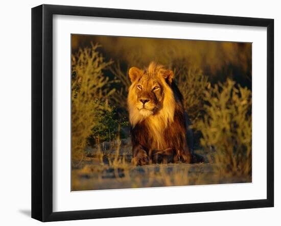 Lion Male, Kalahari Gemsbok, South Africa-Tony Heald-Framed Photographic Print