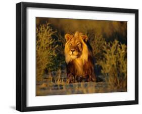 Lion Male, Kalahari Gemsbok, South Africa-Tony Heald-Framed Photographic Print