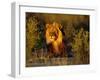 Lion Male, Kalahari Gemsbok, South Africa-Tony Heald-Framed Photographic Print