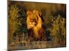 Lion Male, Kalahari Gemsbok, South Africa-Tony Heald-Mounted Photographic Print