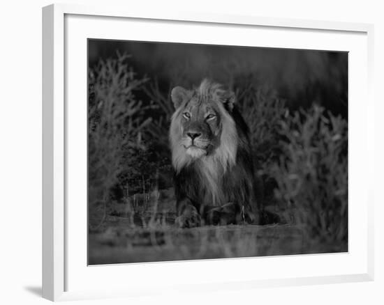 Lion Male, Kalahari Gemsbok, South Africa-Tony Heald-Framed Photographic Print