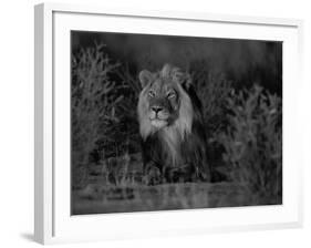 Lion Male, Kalahari Gemsbok, South Africa-Tony Heald-Framed Photographic Print