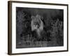 Lion Male, Kalahari Gemsbok, South Africa-Tony Heald-Framed Photographic Print