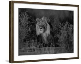 Lion Male, Kalahari Gemsbok, South Africa-Tony Heald-Framed Photographic Print