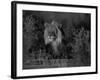 Lion Male, Kalahari Gemsbok, South Africa-Tony Heald-Framed Photographic Print