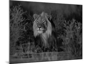 Lion Male, Kalahari Gemsbok, South Africa-Tony Heald-Mounted Photographic Print