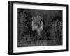 Lion Male, Kalahari Gemsbok, South Africa-Tony Heald-Framed Photographic Print