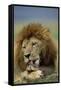 Lion Male Licking His Paw-null-Framed Stretched Canvas