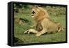 Lion Male Roaring, with Cub Biting Rump-null-Framed Stretched Canvas