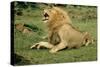 Lion Male Roaring, with Cub Biting Rump-null-Stretched Canvas