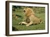 Lion Male Roaring, with Cub Biting Rump-null-Framed Photographic Print