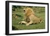 Lion Male Roaring, with Cub Biting Rump-null-Framed Photographic Print