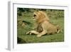 Lion Male Roaring, with Cub Biting Rump-null-Framed Photographic Print