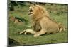 Lion Male Roaring, with Cub Biting Rump-null-Mounted Photographic Print