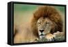 Lion Male Sleeping-null-Framed Stretched Canvas